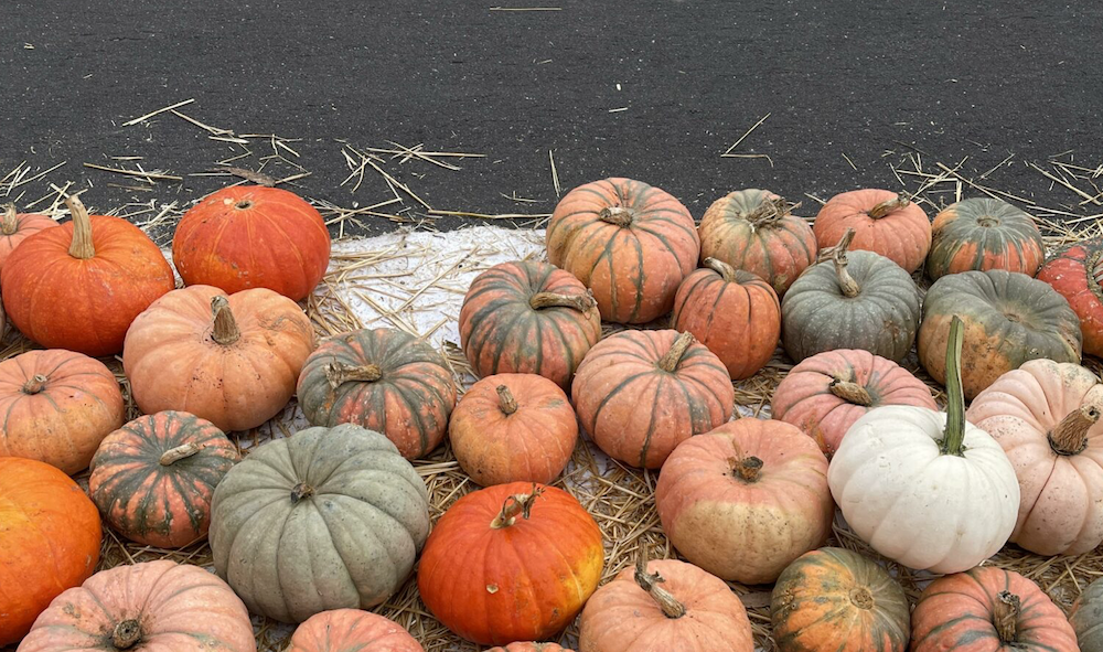 Will Clancy’s Pumpkin Patch Survive in San Francisco?