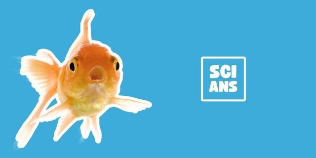 Do hibernating bears poop?