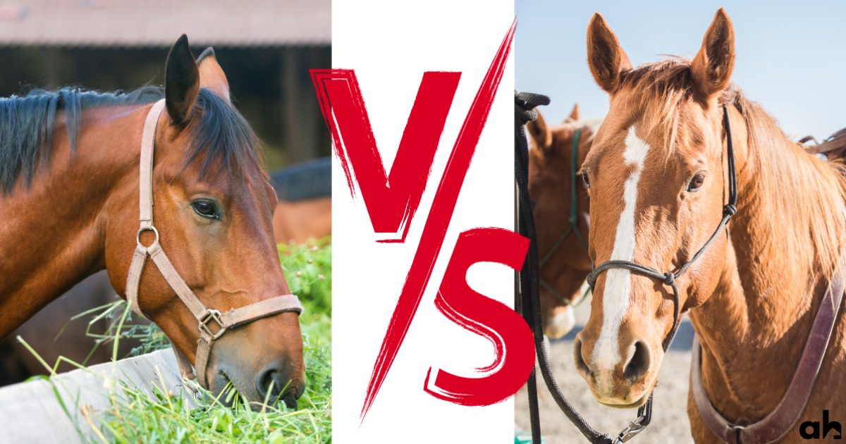 Rope Halters Vs. Flat (Web) Halters - Which Should You Choose?