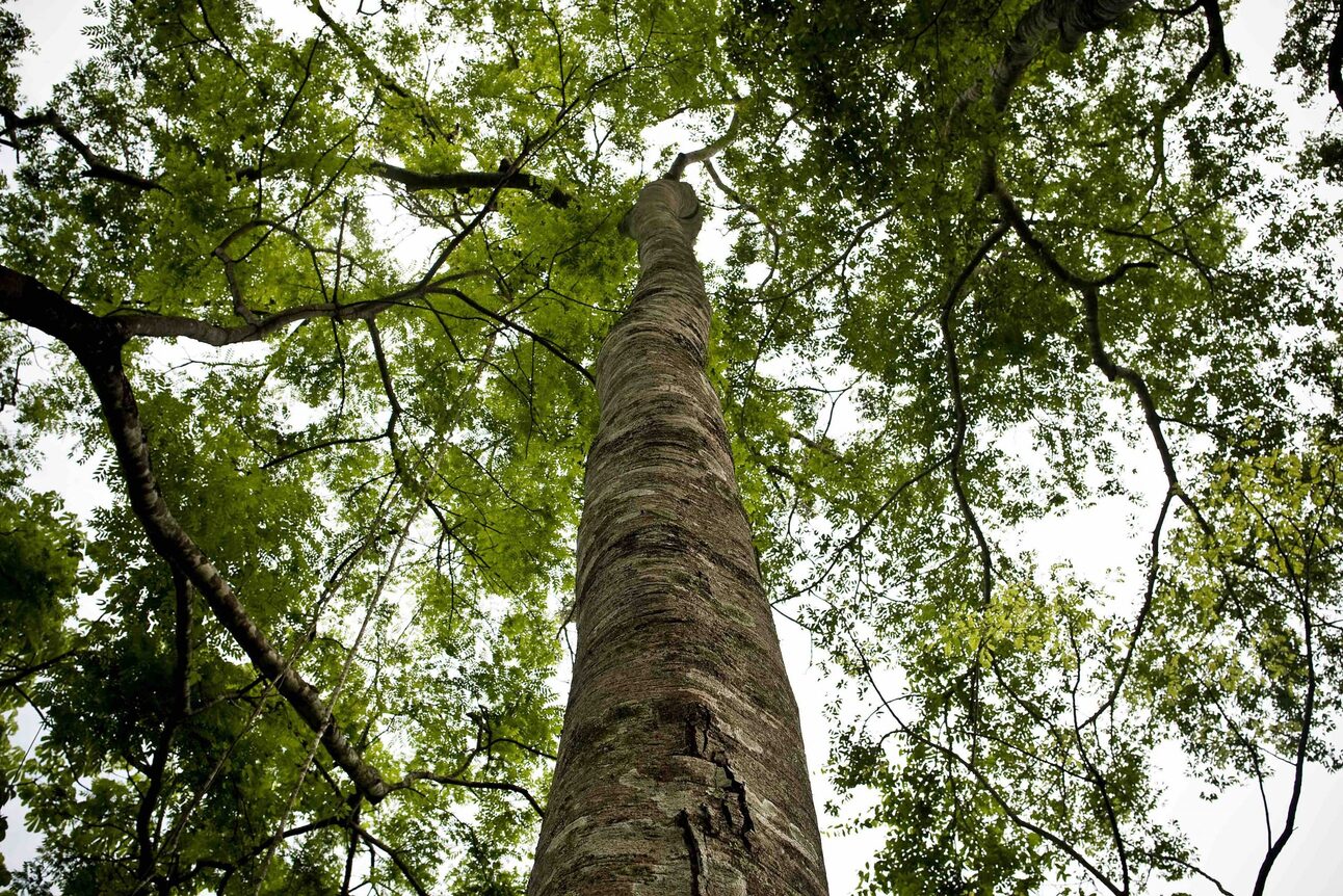 Brazil has its own Green New Deal. But can the country afford it?