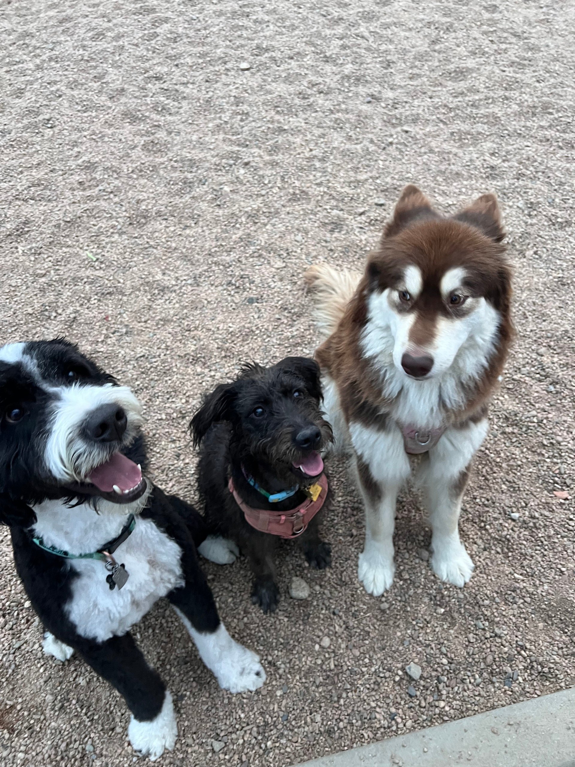 National Dog Day 🐾