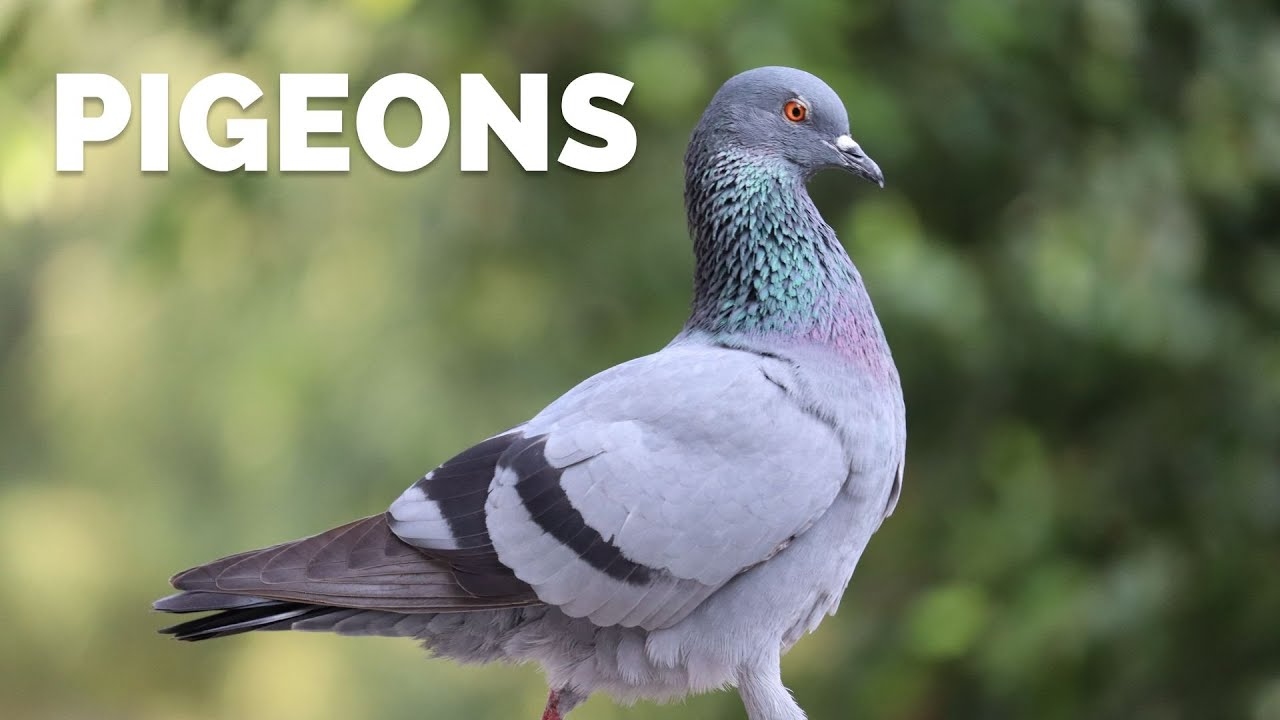 Surprising Facts About Often Misunderstood Pigeons