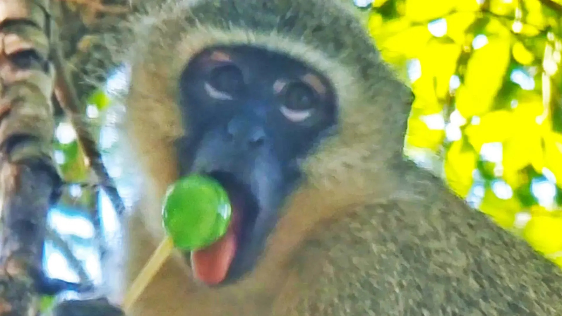 Monkey Steals Tourist’s Lollipop In Broad Daylight