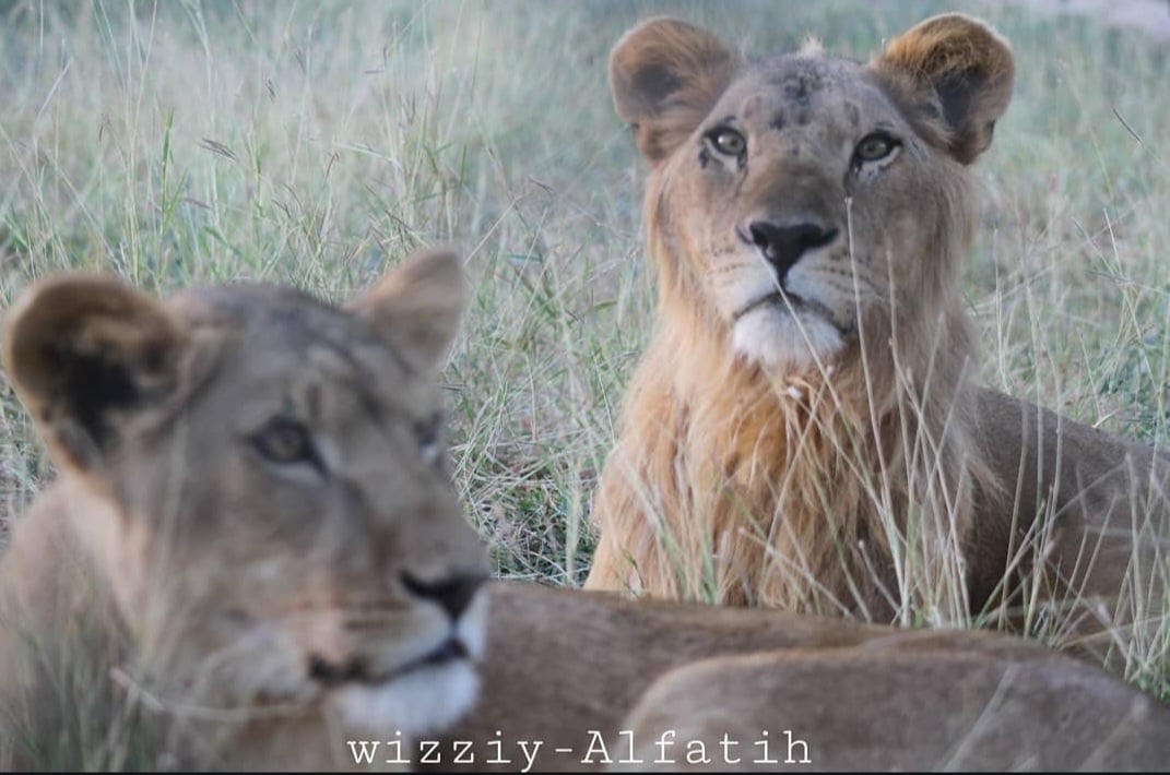 Abkraig Dispatch🐊38: Liberation Day