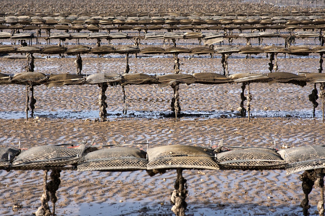 Whitstable Oyster Farm Tour