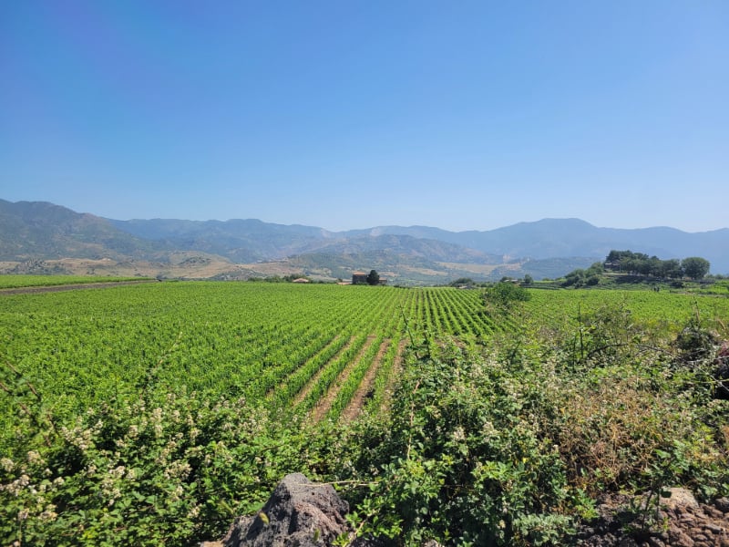 Sicily: An Overview, A 5,000-Year-Old Grape Press, Most Underrated Sauvignon Blanc, and much more...