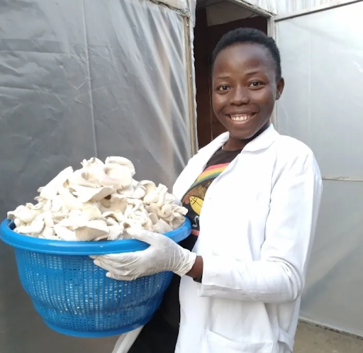 Inside the Mushroom Economy Feeding Nigeria