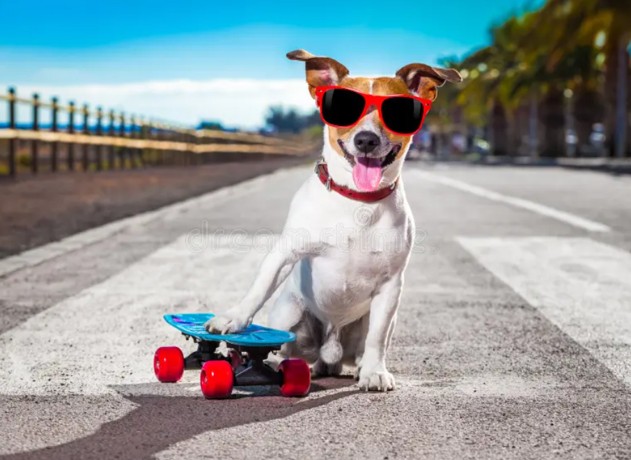 3 Traits That Mean Your Dog is a Genius