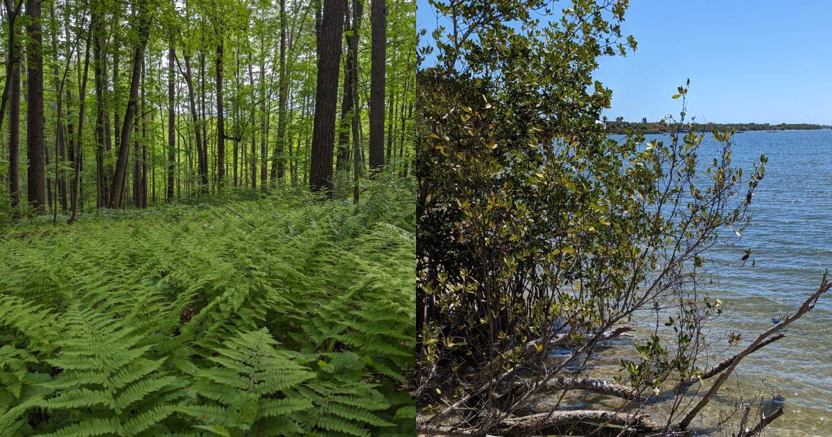 Let's get out and explore! Coconut Point + RamsHorn-Livingston
