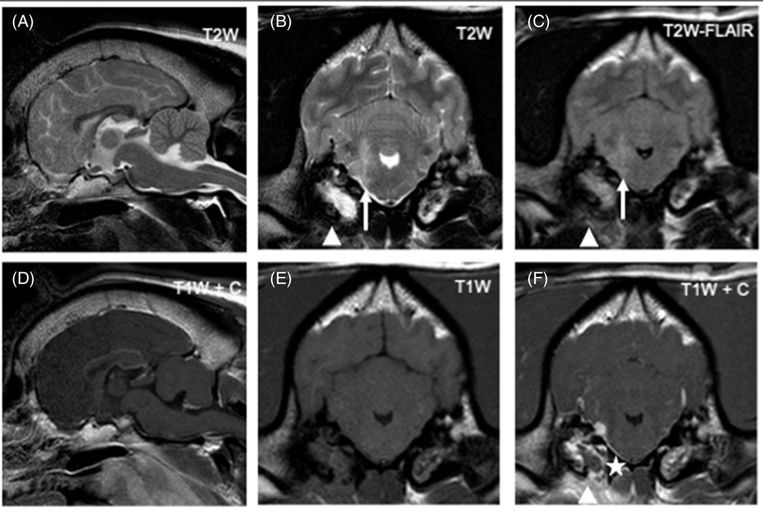 Bacterial Meningitis in Dogs: 83% Survival and Favorable Long-Term Outcomes in a Multicenter Case Series