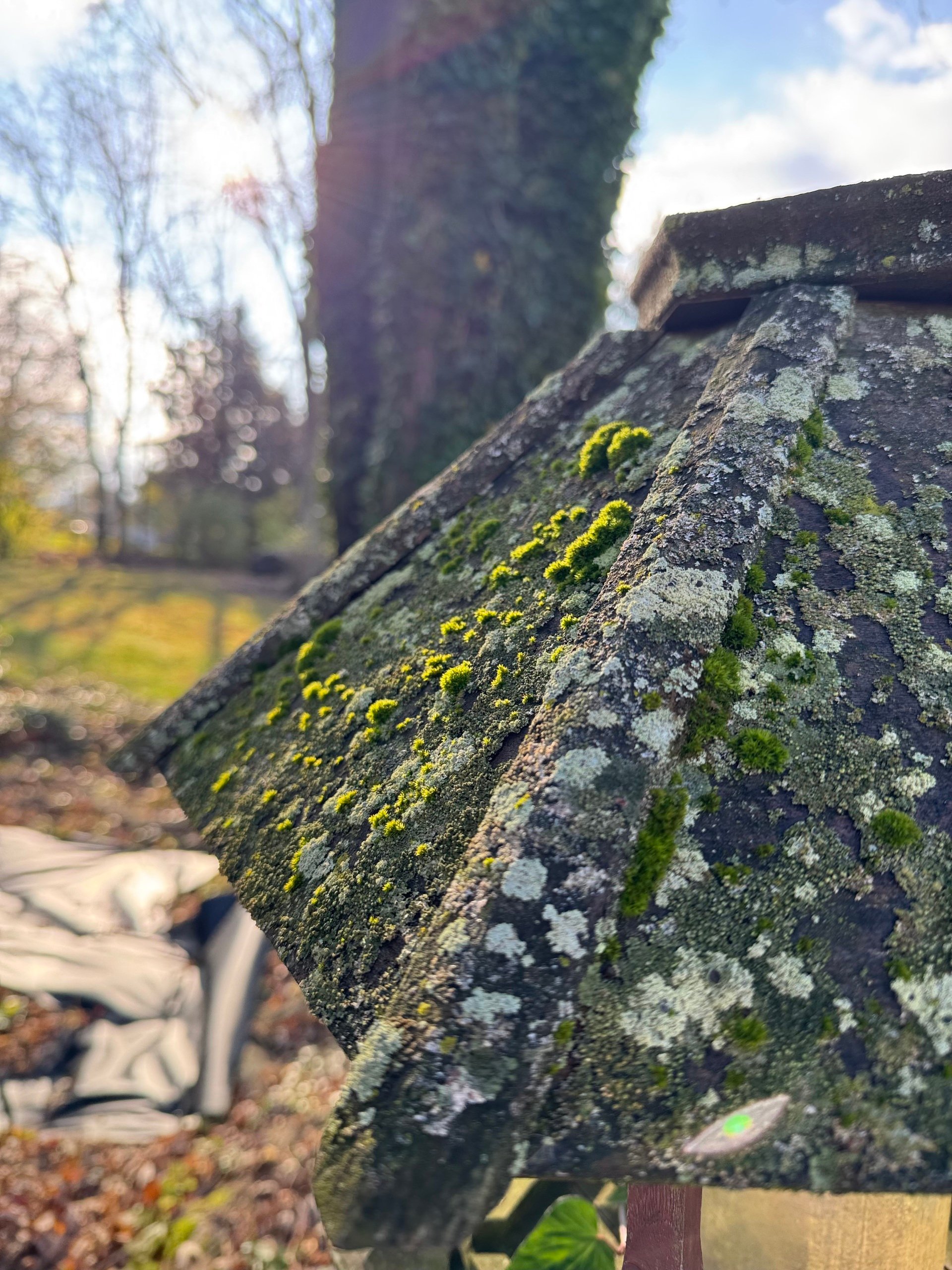 The Missing Link & Your Backyard Pharmacy