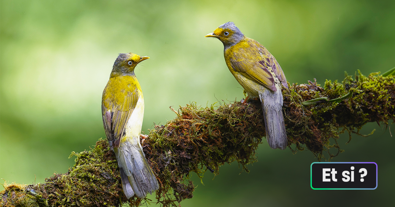 Et si on apprenait à parler aux oiseaux ?