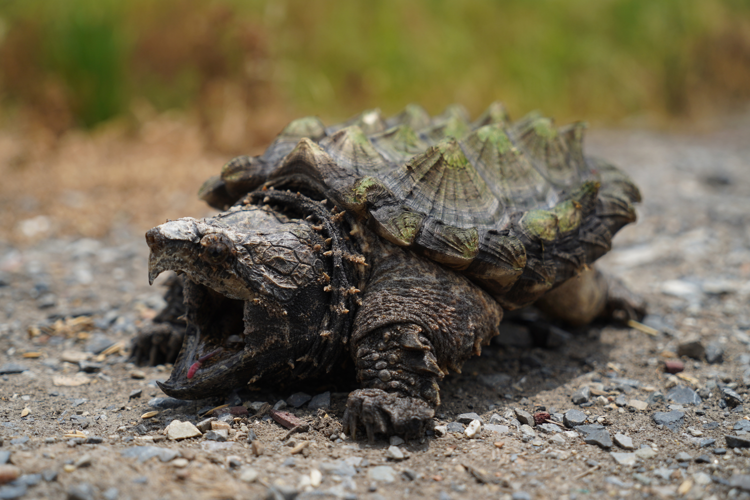 Alligator Snapping Turtle: Monster of the Swamp