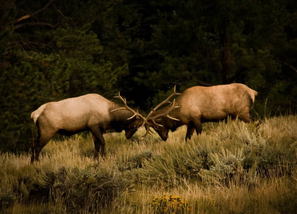 🦠 EHD Outbreak Hits Idaho Whitetails as Rifle Season Opens