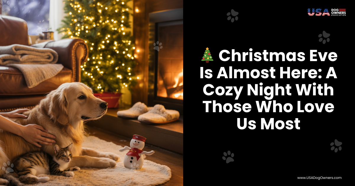 🎄 Christmas Eve Is Almost Here: A Cozy Night With Those Who Love Us Most
