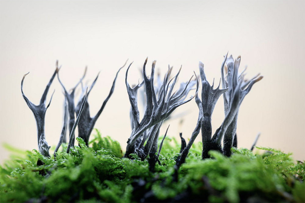 Dreamlike Mushrooms Captured by Jan Vermeer