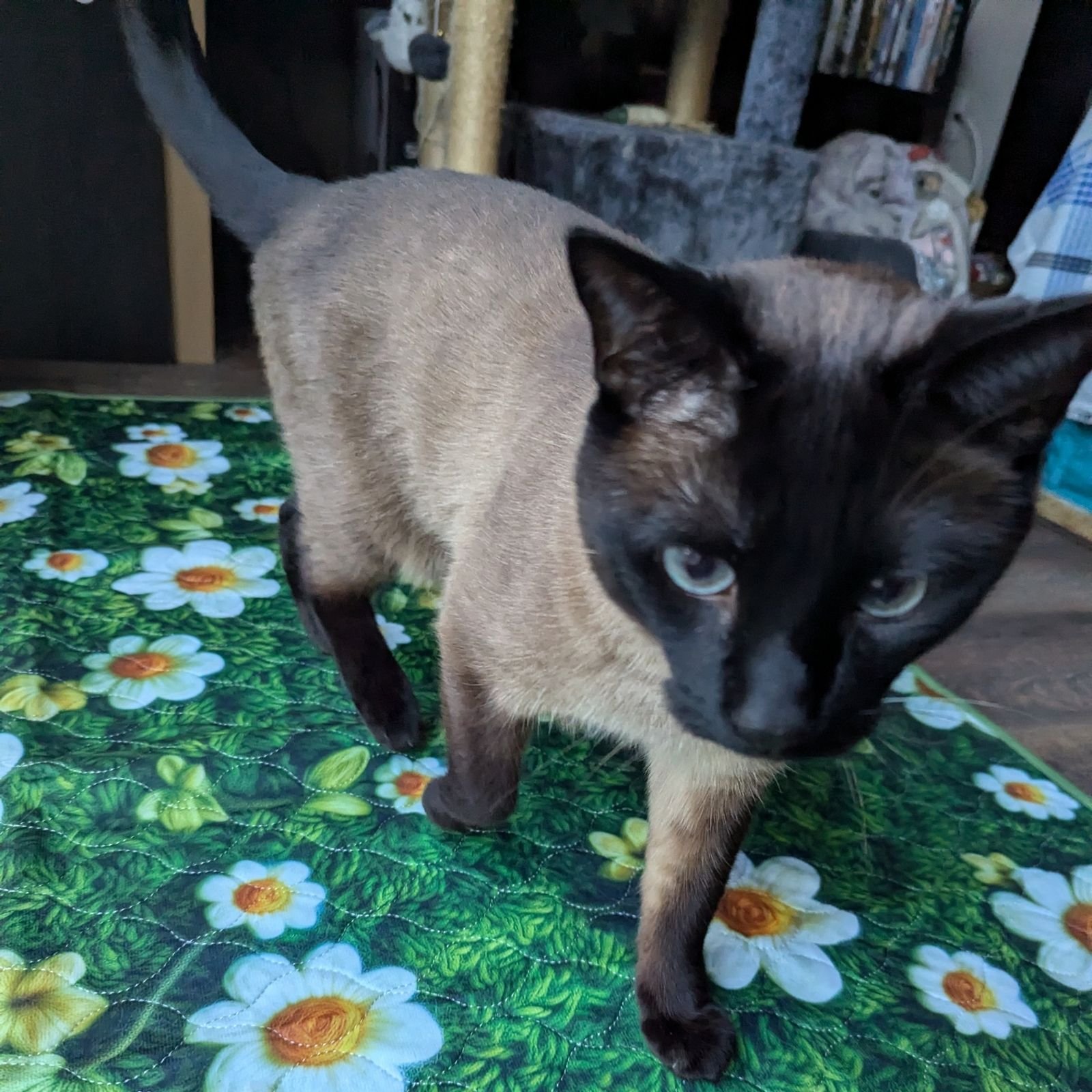 The Pee Pad Territorial Dispute