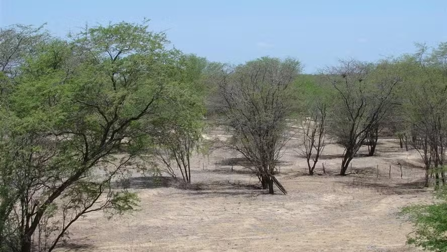 Ciclone liga alerta e crédito corre solto na Caatinga