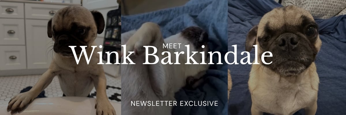 Say Hello to Wink The Pug 🐾