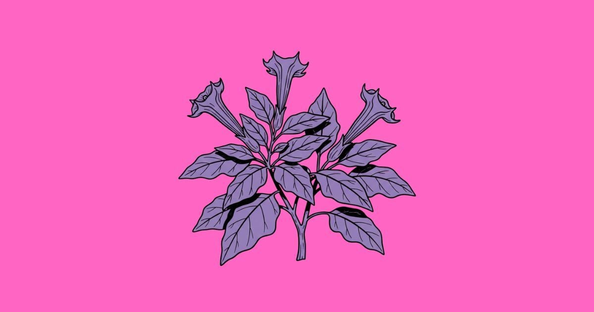 Delirantes – Datura