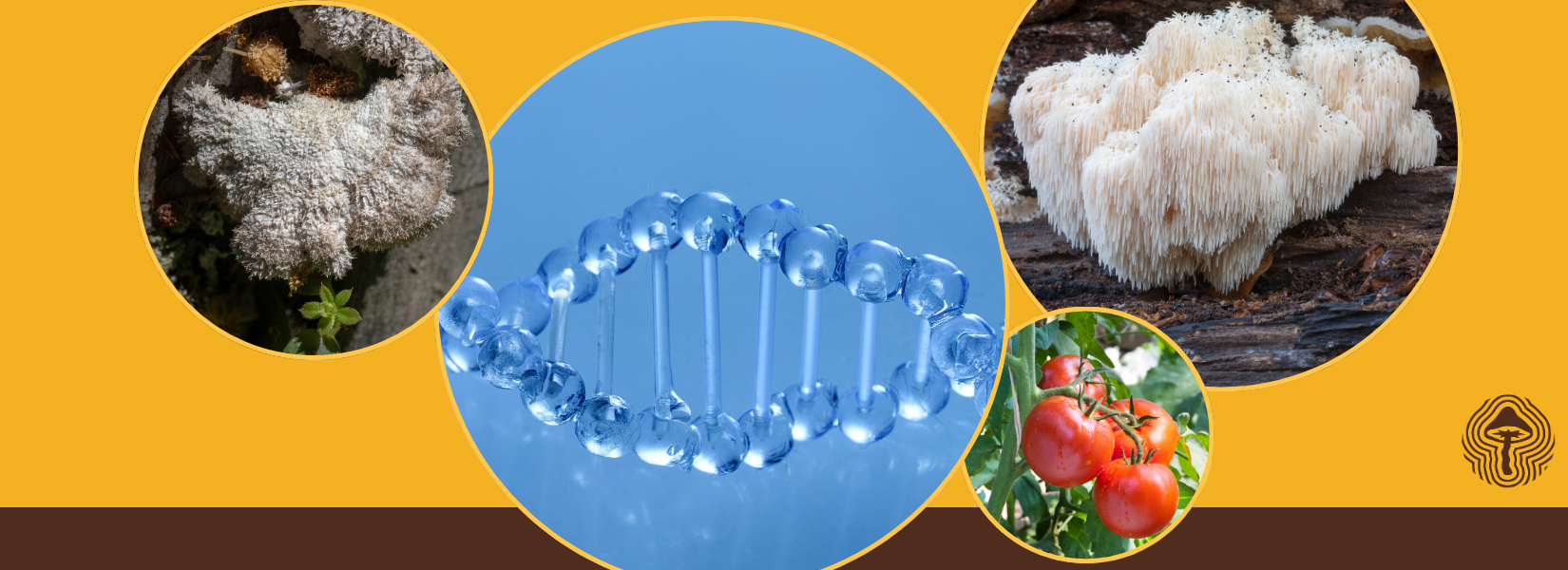 Lion’s Mane for Gut Health, Faster Poisoning Tests, and Fungal Medicines