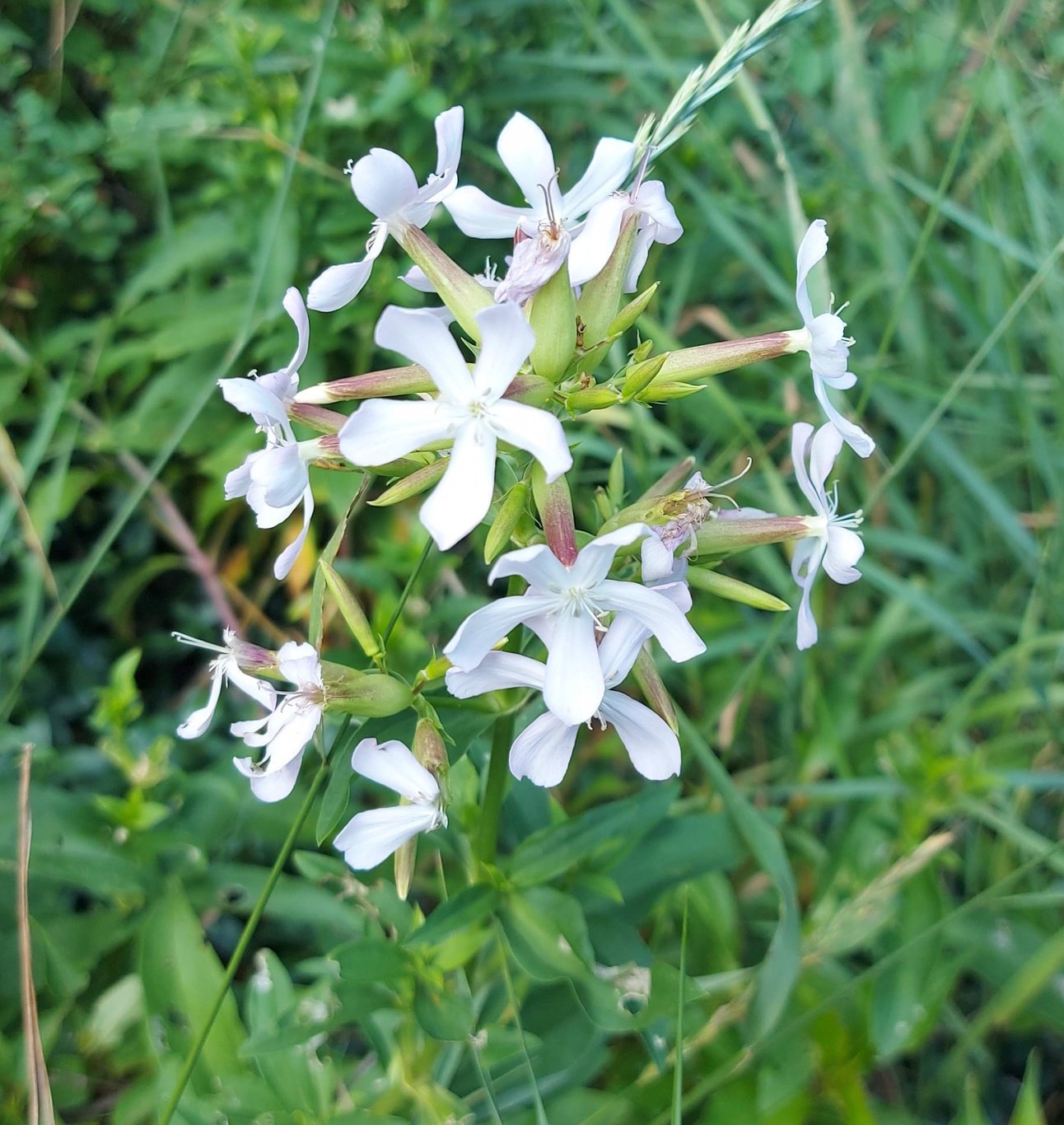 Wild Soaps - Soapwort