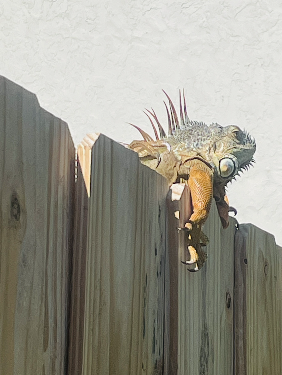 South Florida’s 2026 ‘Frozen’ Iguana Collection Is Over (For Now) — And People Have Thoughts