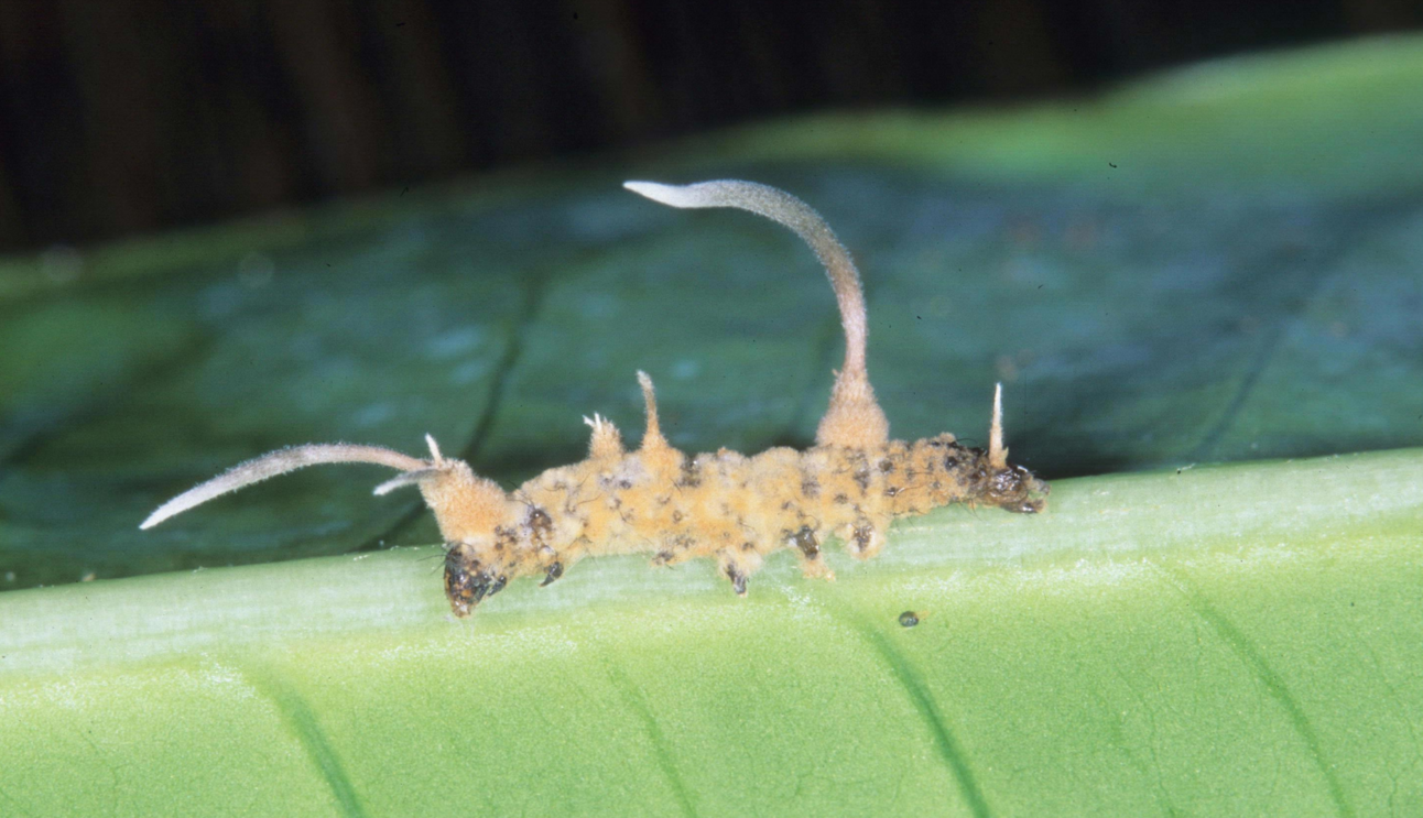 Carnivorous mushrooms + the beetle invasion