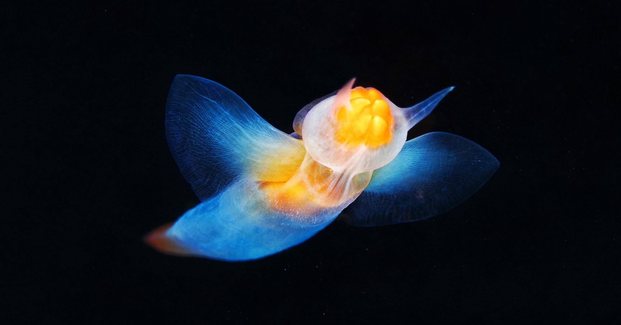 New Milky Way map, 'ultra-processed' defined, sea angel