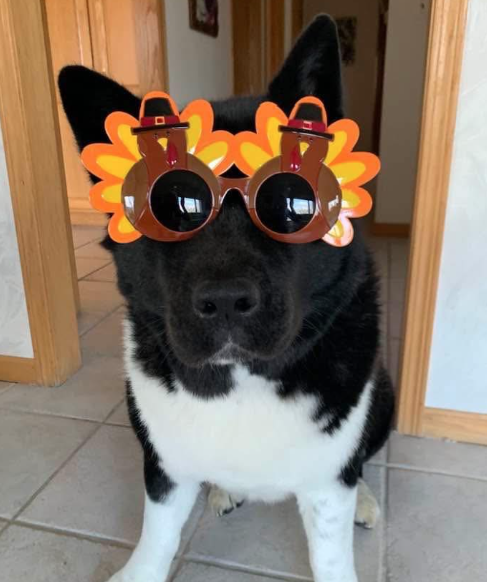 🐶❤️🐶 Happy Thanksgiving! Giving thanks for our pups  🐶❤️🐶 