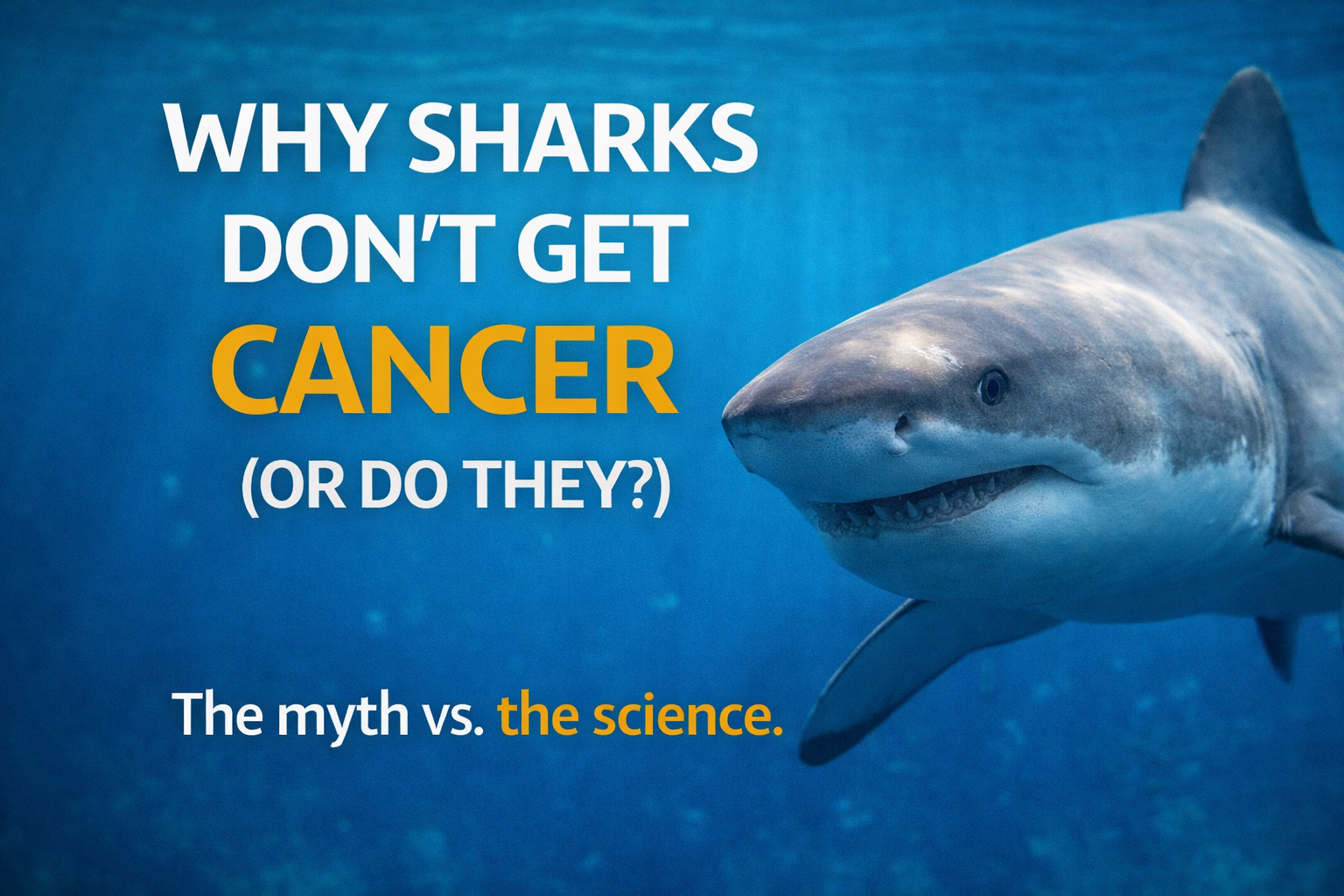 Why Sharks Don’t Get Cancer (Or Do They?)