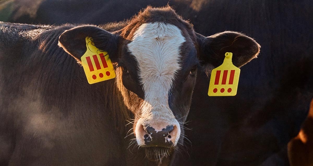 MSCHF’s Investors Voted To Butcher This Cow