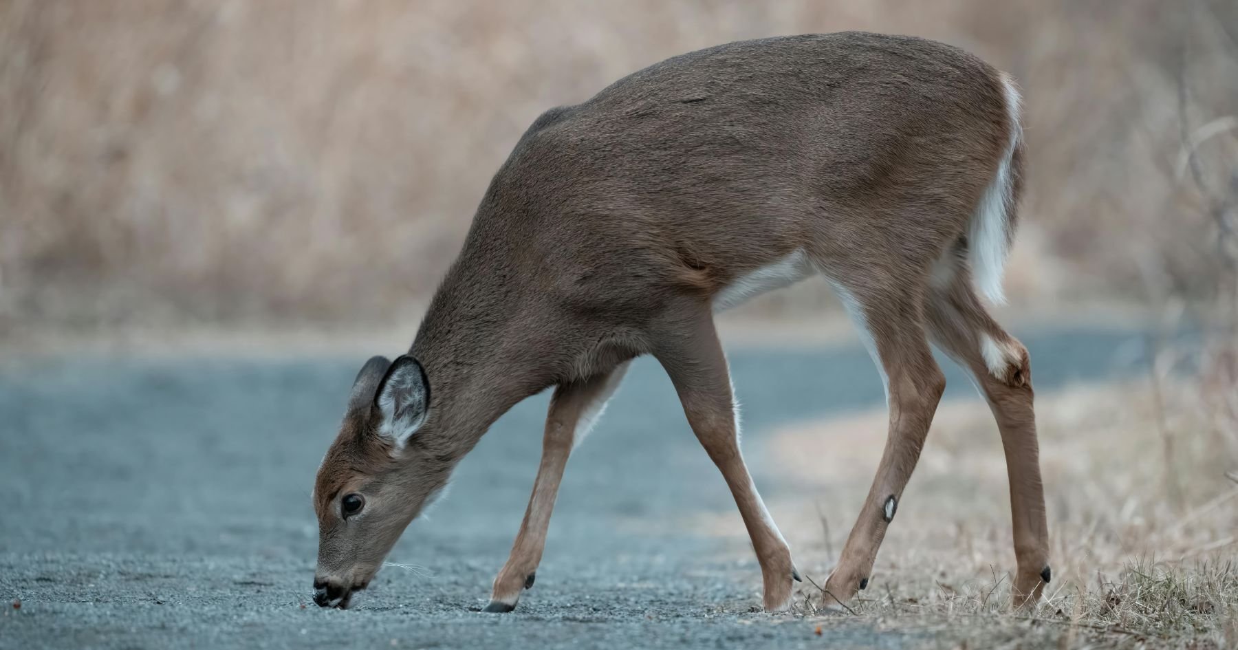 Arts on Main Returns This Week