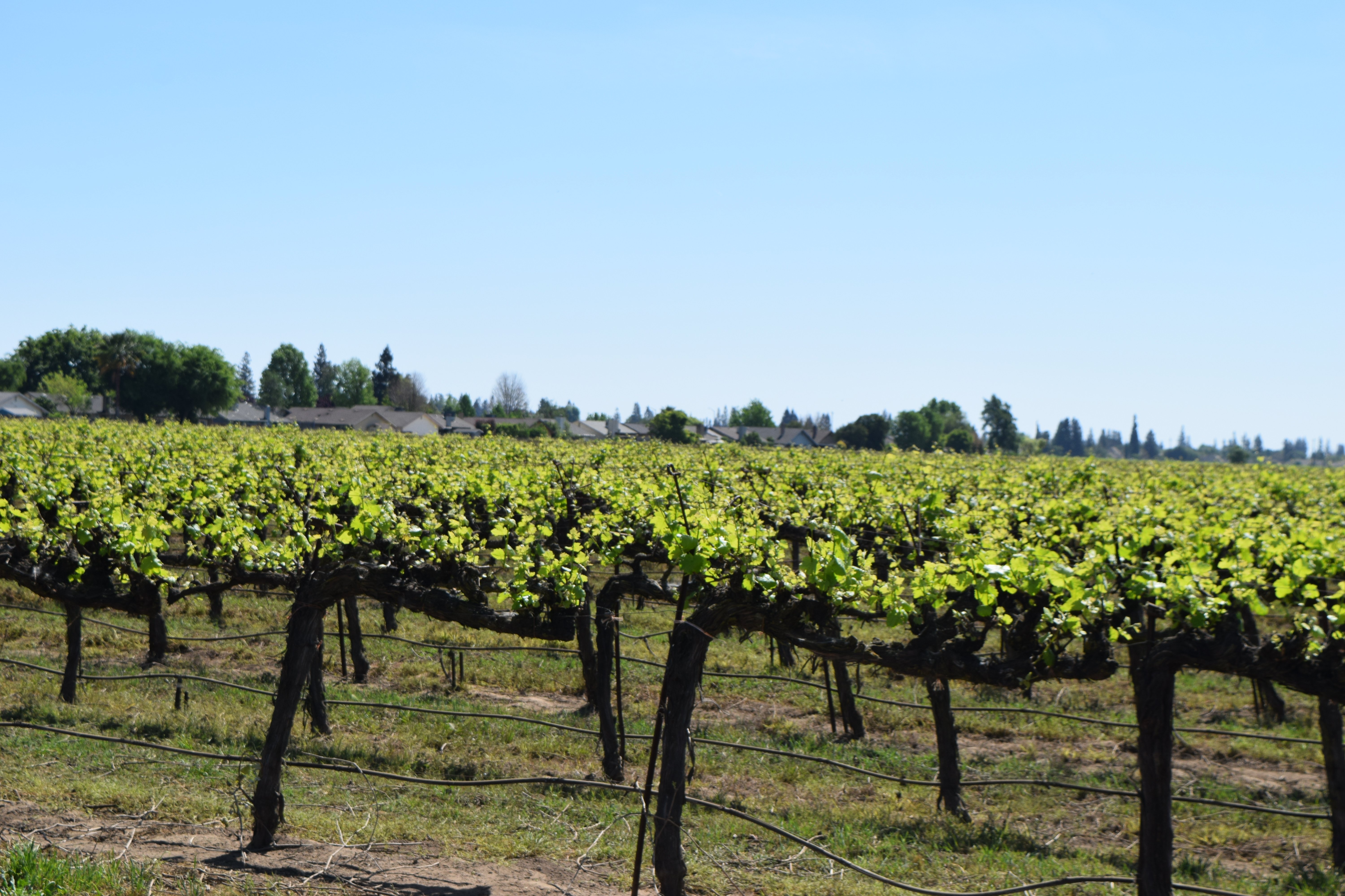 🍇There's a Code Word. We Have It.