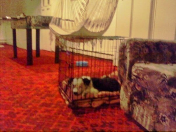 Raising A Thinking Dog