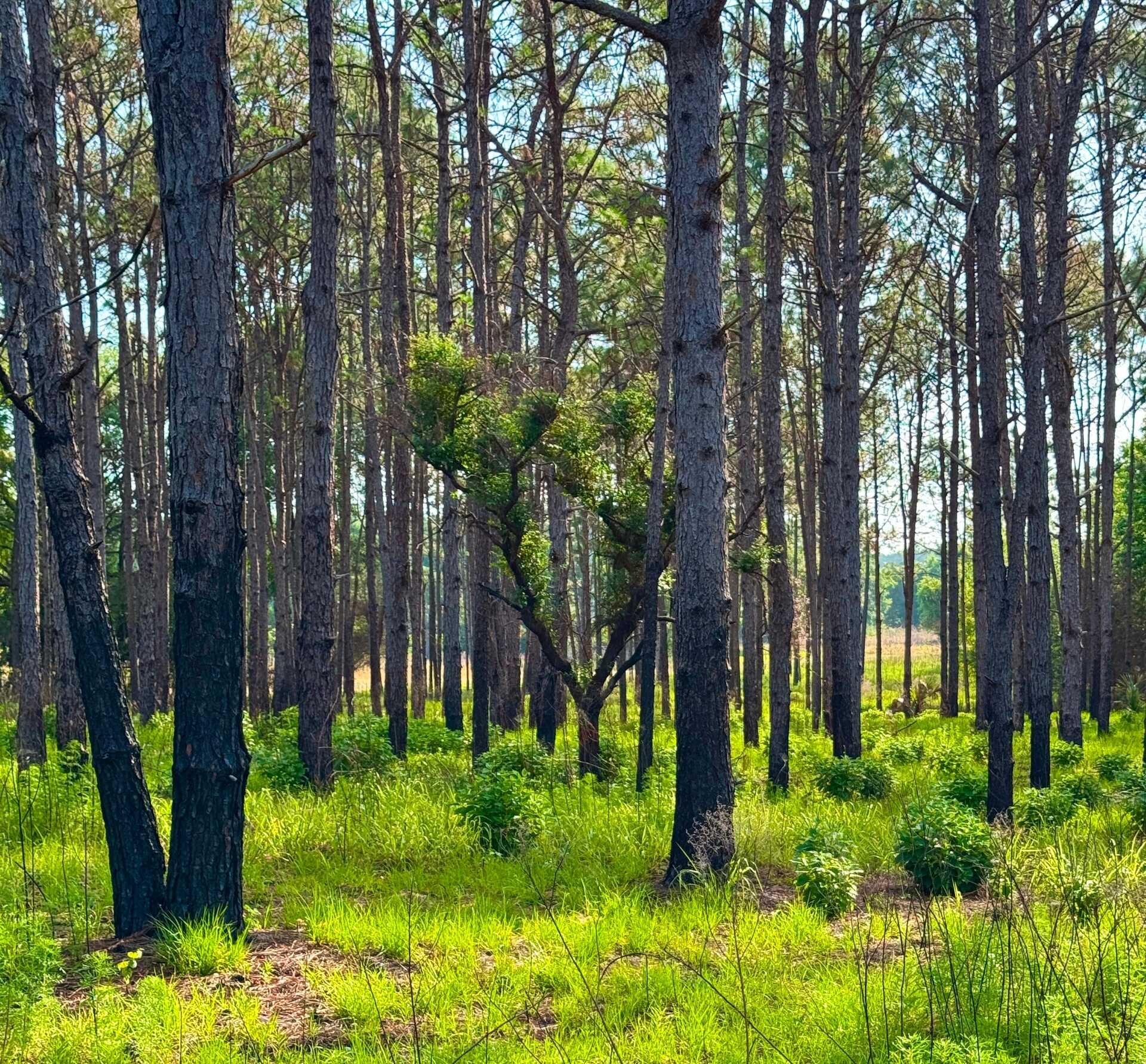 East Gainesville needs more housing and more conservation land