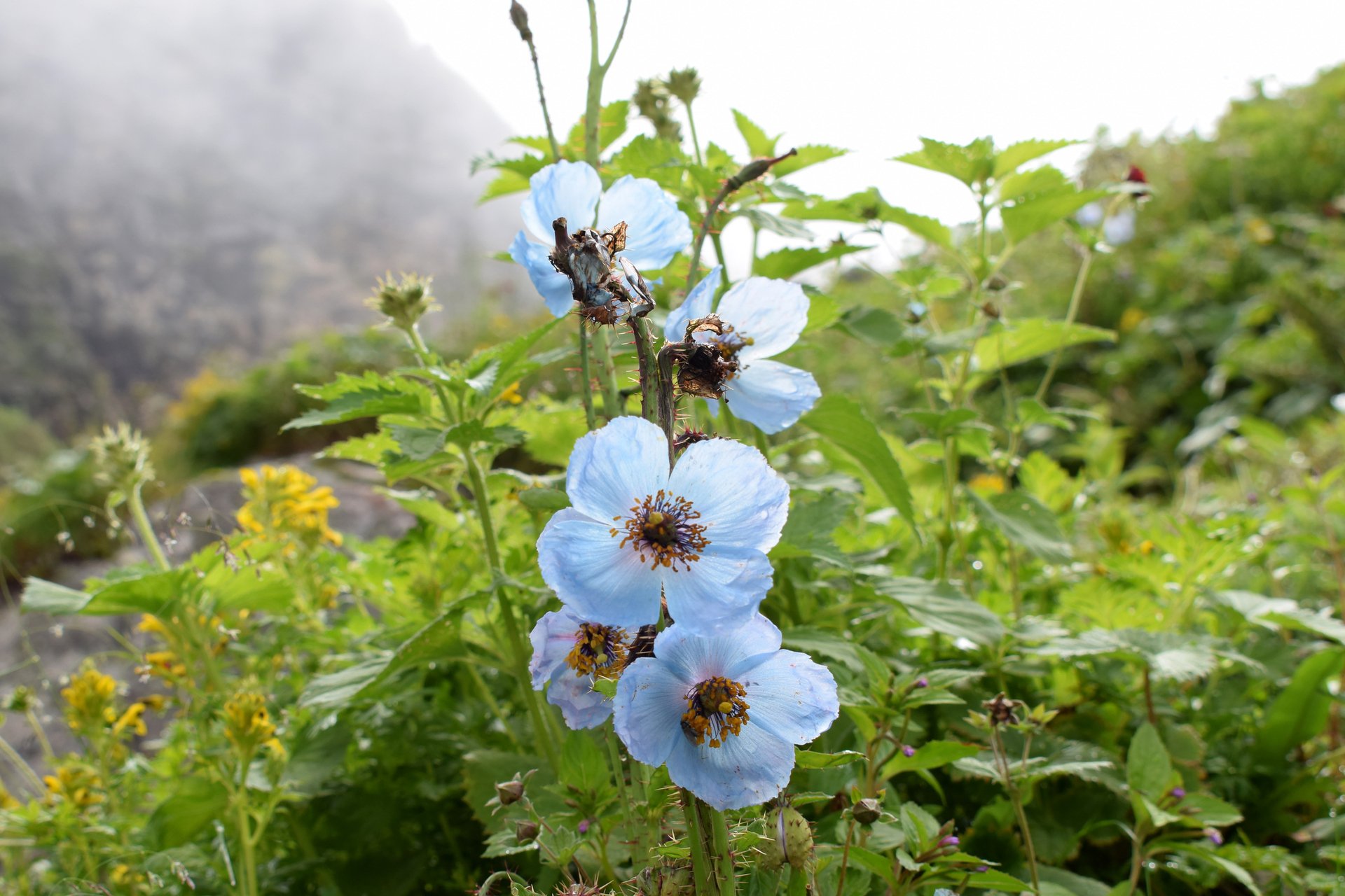 Valley of Flowers: Himalayan Blue Poppy (Meconopsis aculeata)