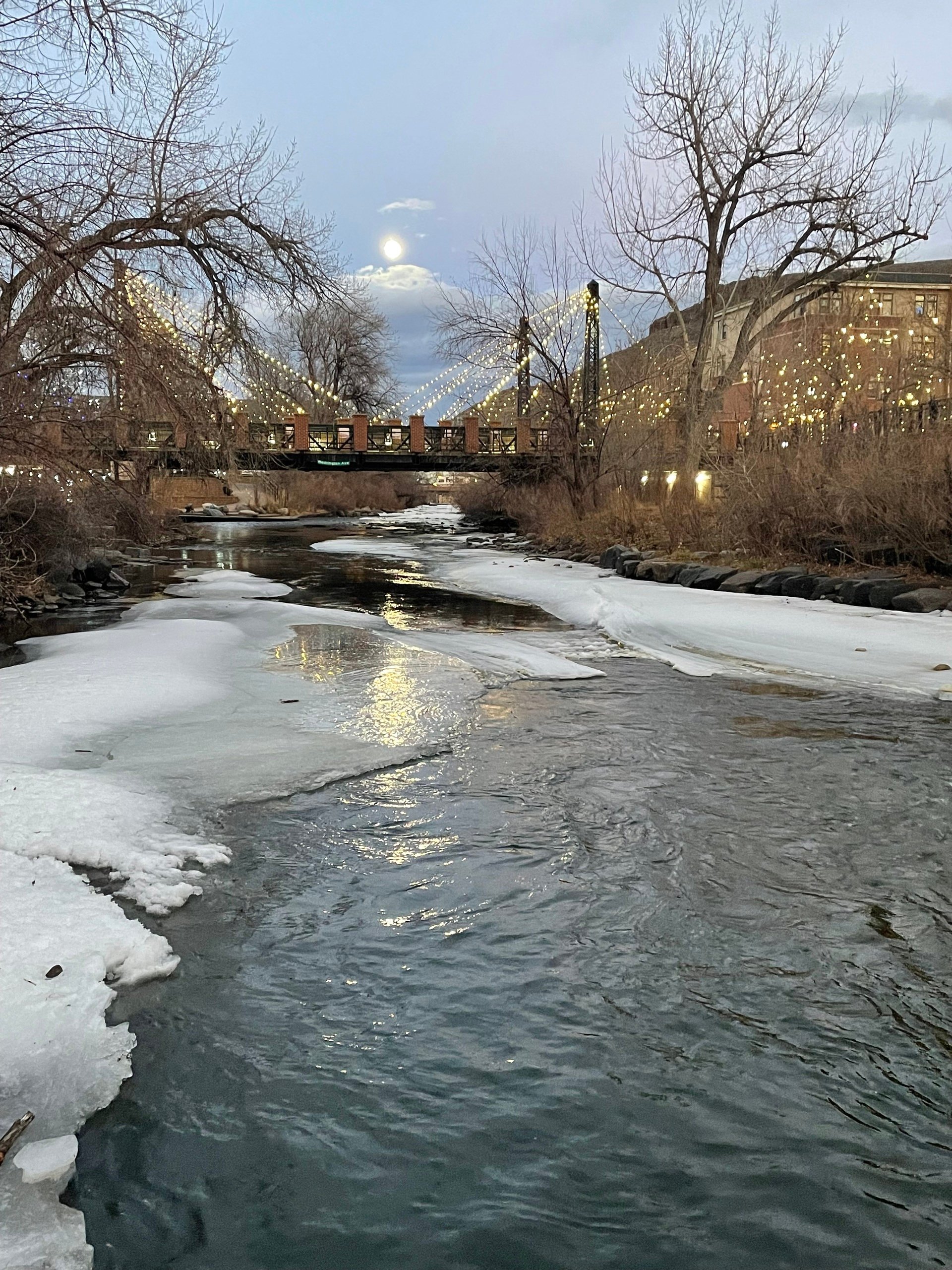 🪿 National Bird Day