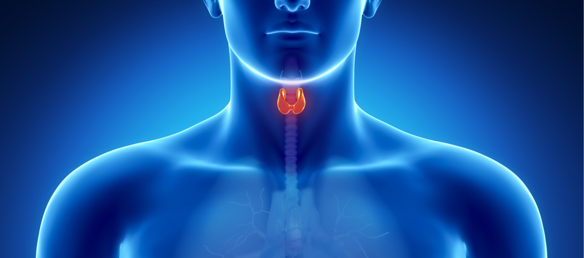 Tireoide: a pequena glândula que decide o ritmo da sua vida (e da saúde do seu paciente)