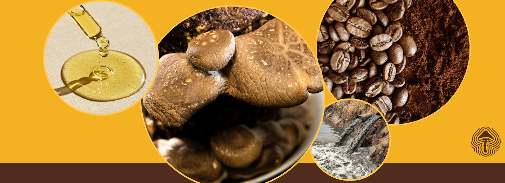 Mushroom Detox, Psilocybin Depression Relief, and Plastic Cleanup