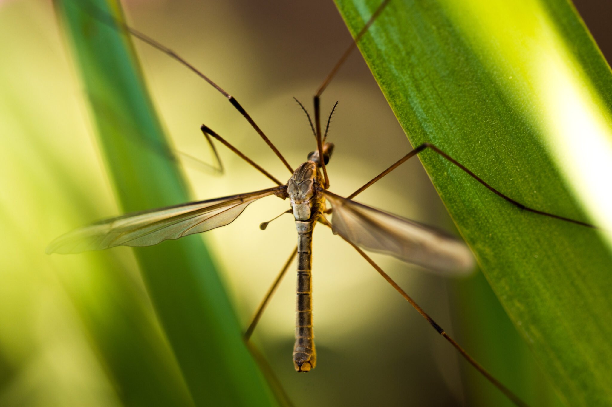 Seeing Giant Mosquitoes in The Woodlands? They’re Actually Harmless Crane Flies