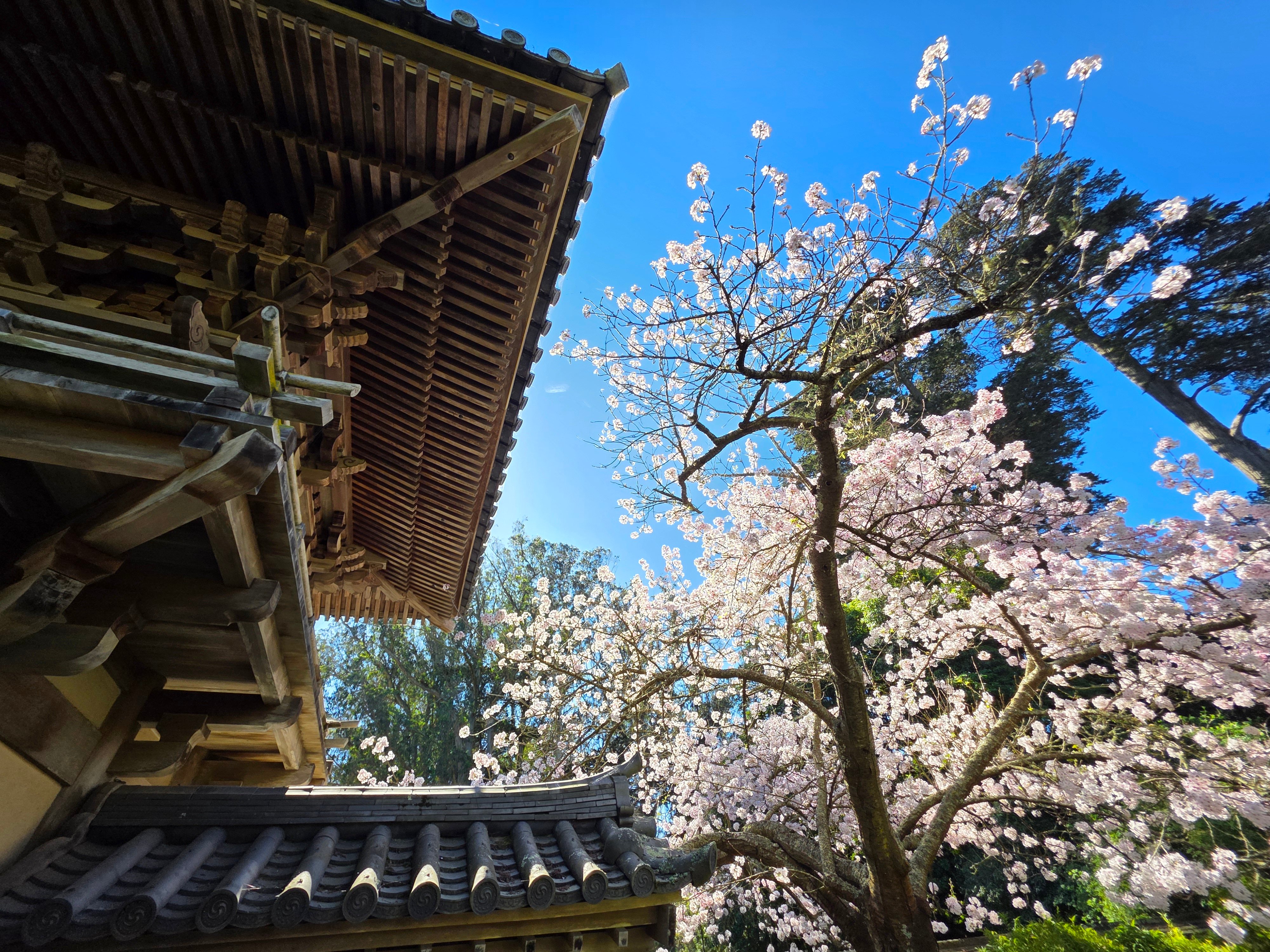 🌁 Monet And Cherry Blossoms