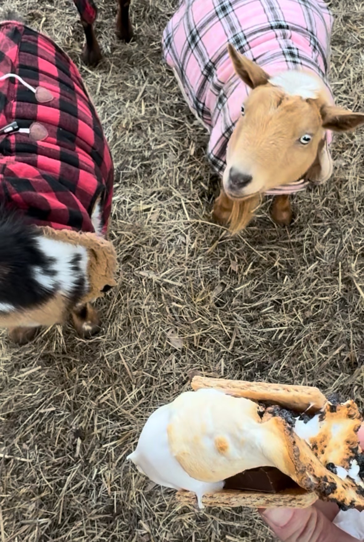 🌴 Goats, Coffee, Cookies, Frosting, & Forts