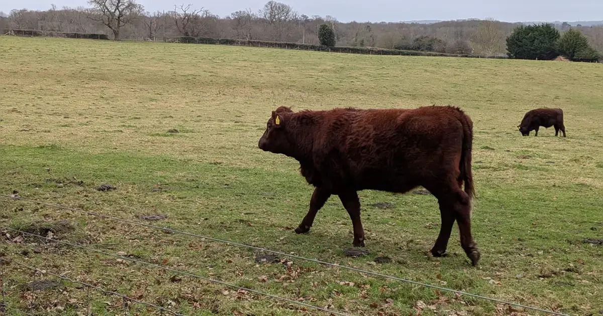 Colds, Cup Runs, and Community Wins