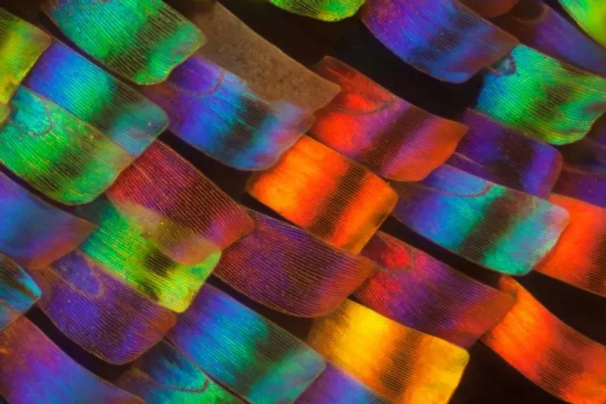 The Macro Detail of Butterfly Wings