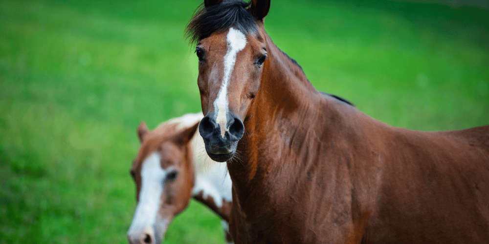 🐴 Giving Farm Animals A Second Chance
