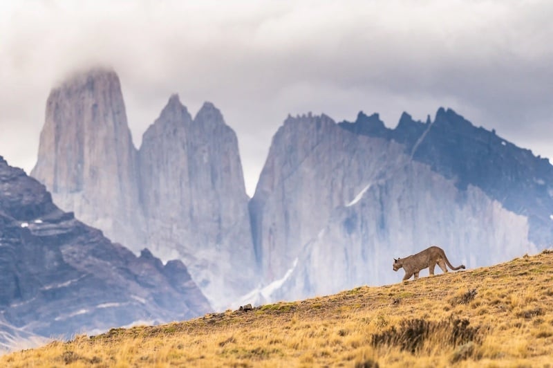 Issue 180: Puma Tracking