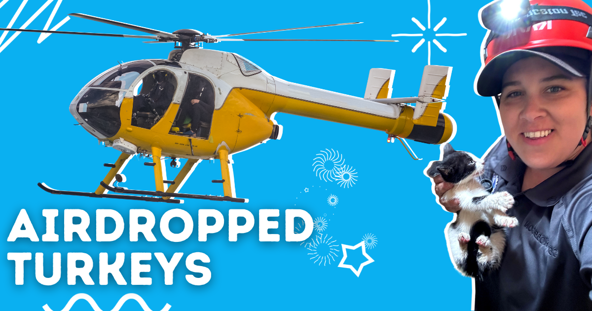 🚁 Airdropped turkeys