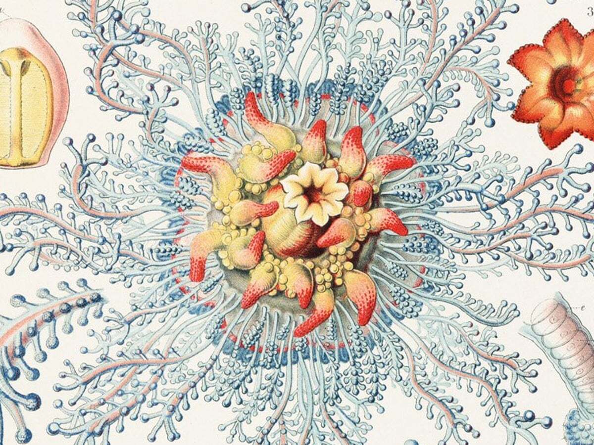 Choose a functional character! 🐙