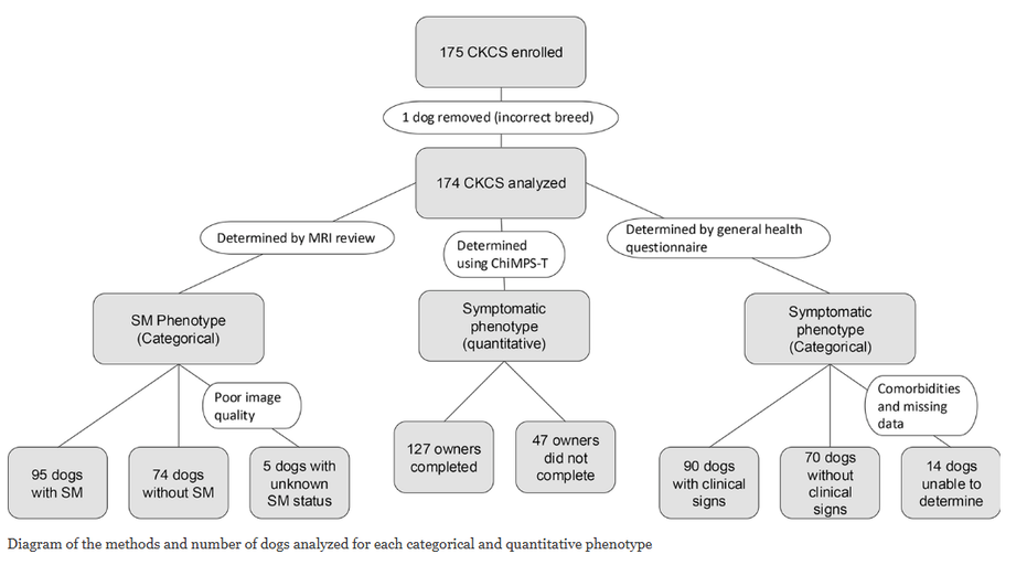 Was the gene identified?
